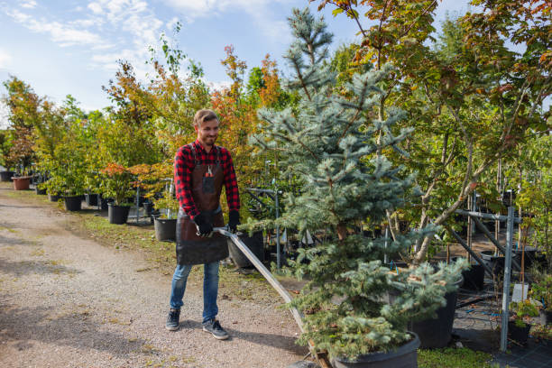 Best Tree Removal Near Me  in Morgantown, PA